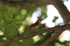 Troglodytes aedon aedon