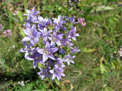 Campanula macrostachya