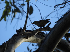 Colluricincla rufogaster rufogaster