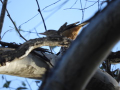 Colluricincla rufogaster rufogaster