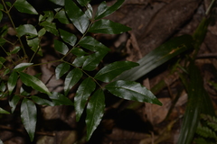 Pararchidendron pruinosum