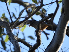 Colluricincla rufogaster rufogaster