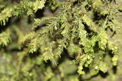 Echinodiopsis hispida