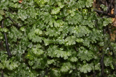 Symphyogyna hymenophyllum
