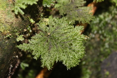 Dendrohypopterygium filiculiforme