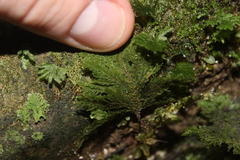Dendrohypopterygium filiculiforme