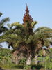Kosi Palm - Photo (c) Ton Rulkens, some rights reserved (CC BY-SA)