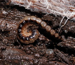 Isocladosoma maculatum