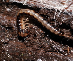 Isocladosoma maculatum