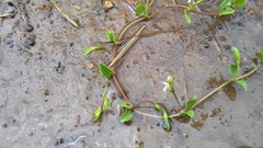 Justicia anagalloides