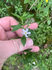Chaenostoma integrifolium