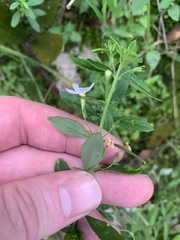 Chaenostoma integrifolium