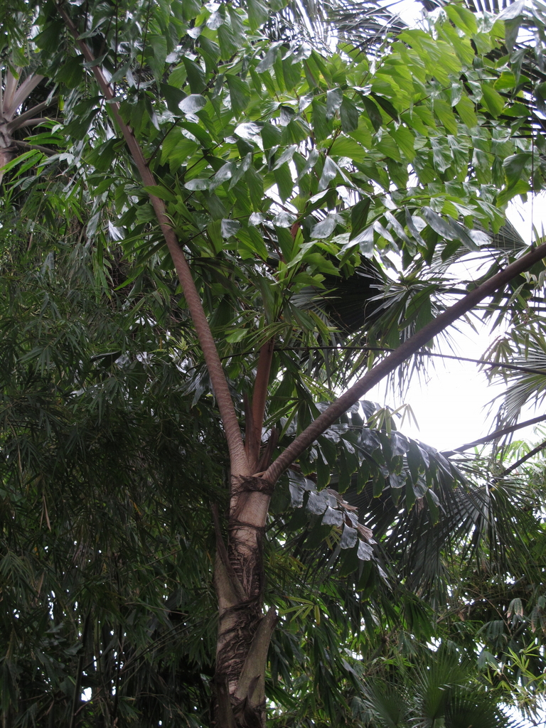 Caryota zebrina