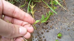 Justicia anagalloides