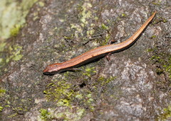 Highlands Forest-Skink photo 4