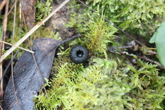 Plectania rhytidia