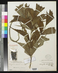 Philippines Fishtail Palm (Caryota cumingii)