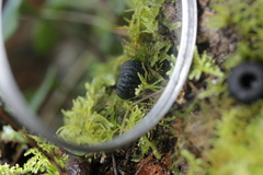 Plectania rhytidia