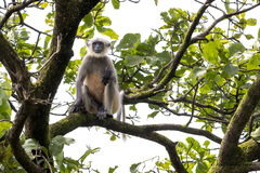 Semnopithecus hypoleucos