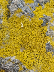 Candelariella coralliza