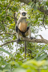 Semnopithecus hypoleucos