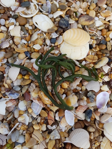 photo of Dead Man's Fingers (Codium fragile)