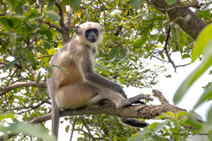 Semnopithecus hypoleucos