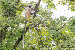 Semnopithecus hypoleucos