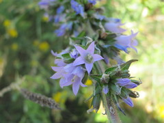 Campanula macrostachya