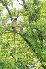 Semnopithecus hypoleucos