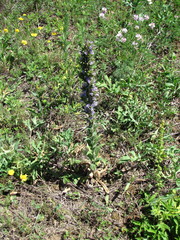 Campanula macrostachya