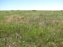 Campanula macrostachya