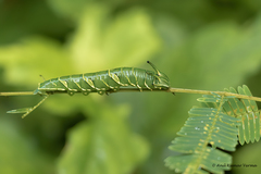 Polyura bharata