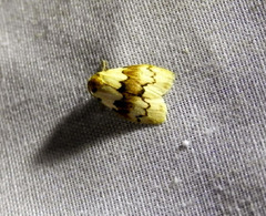 Macaduma striata