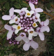 Iberis procumbens procumbens