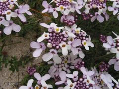 Iberis procumbens procumbens