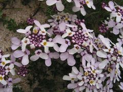 Iberis procumbens procumbens