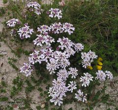 Iberis procumbens procumbens