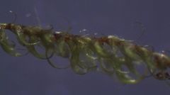 Hypnum cupressiforme filiforme