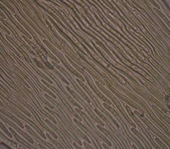 Hypnum cupressiforme filiforme