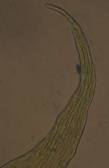 Hypnum cupressiforme filiforme