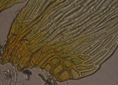 Hypnum cupressiforme filiforme