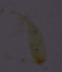 Hypnum cupressiforme filiforme