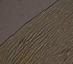 Hypnum cupressiforme filiforme