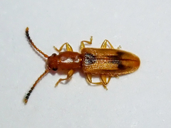 Cryptamorpha desjardinsi