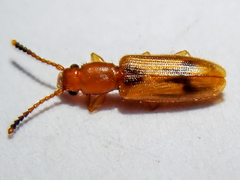 Cryptamorpha desjardinsi