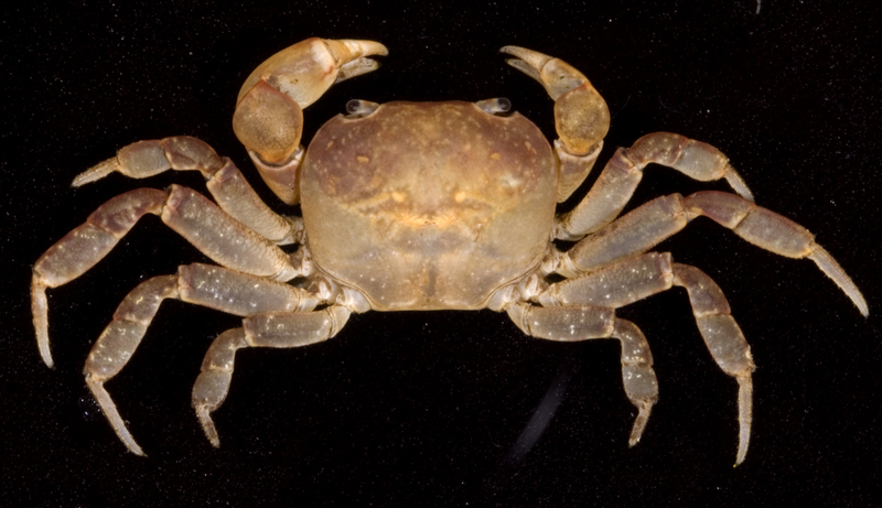Epigrapsus