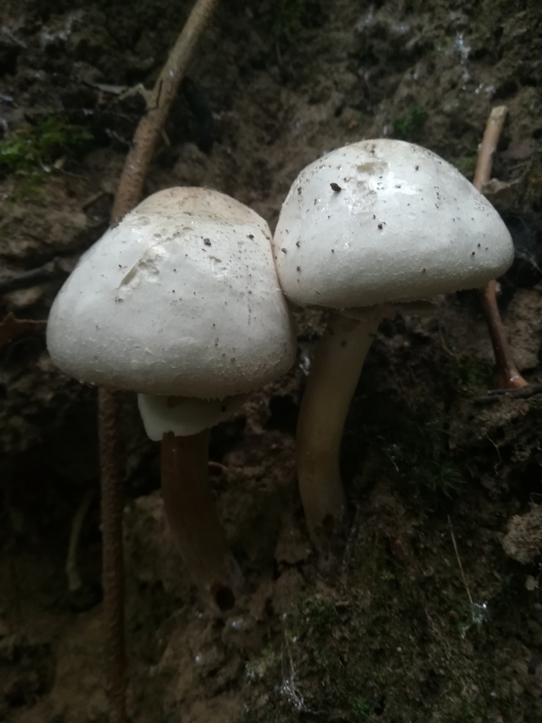 Agaricus altipes
