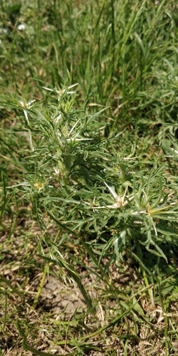 Centaurea calcitrapa iNat (1)