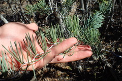 Asparagus crassicladus